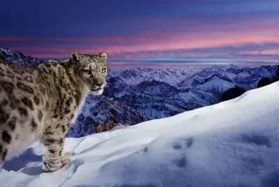 animal
