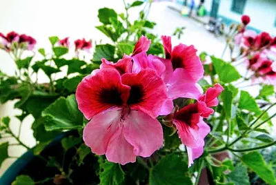 פאזל של FLORES