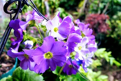 FLORES