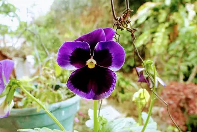 FLORES