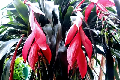 FLORES