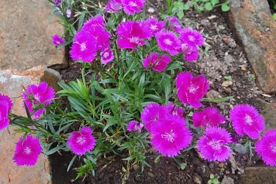 FLORES