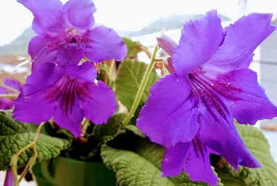 FLORES