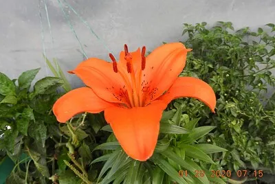 פאזל של FLORES