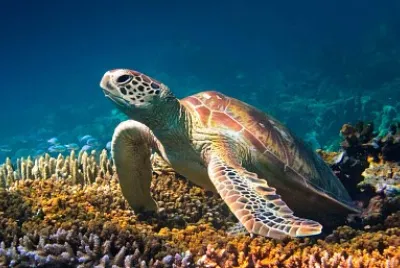 Green Turtle