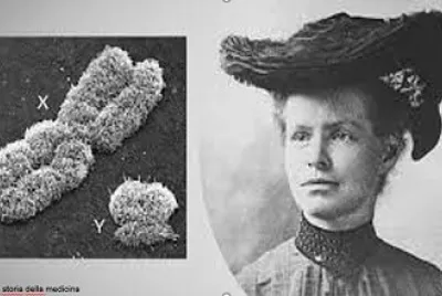 Nettie Stevens e os cromossomos sexuais