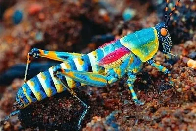 animal