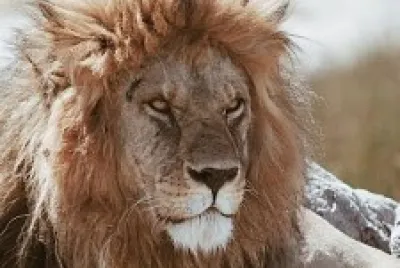 animal