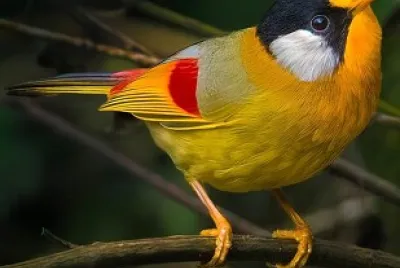 oiseau
