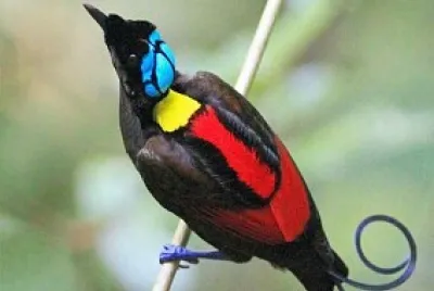 oiseau