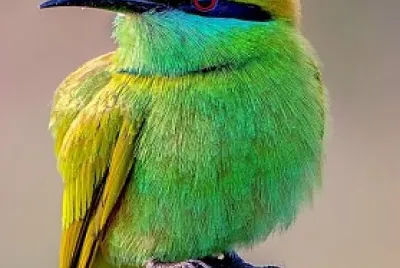 oiseau