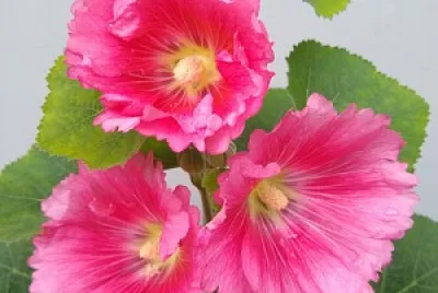 flores