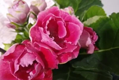 flores