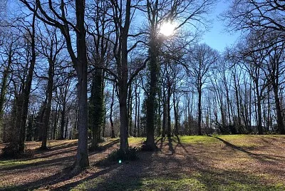 יער בצרפת jigsaw puzzle