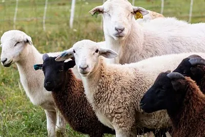 Sheep and goat