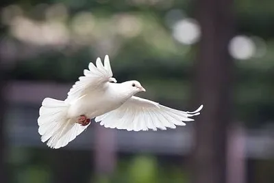 Dove
