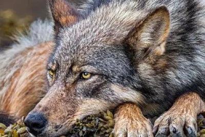 animal