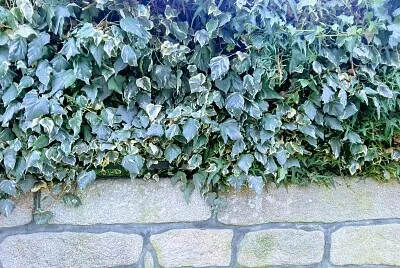 MURO
