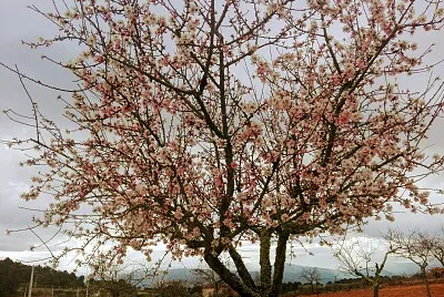 פאזל של NATURALEZA