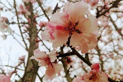 FLORES