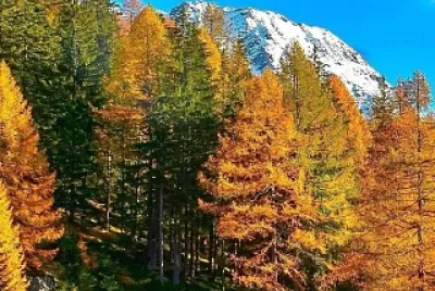 Paisaje alpino