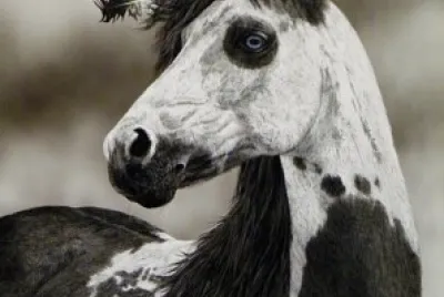 Painted Horse