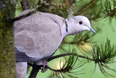 oiseau