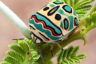 animal