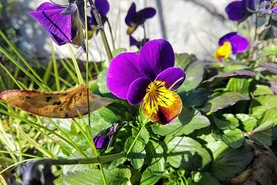 FLORES
