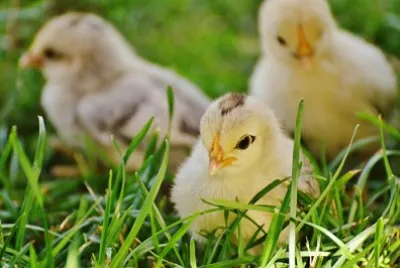 The short chiken
