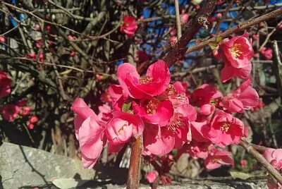 FLORES