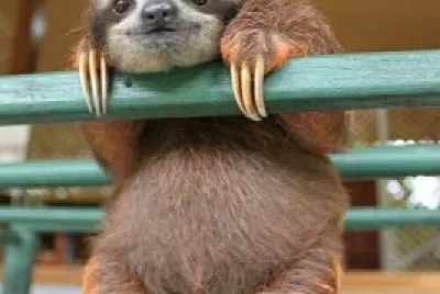 פאזל של perezoso