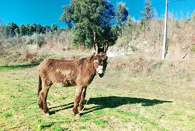 פאזל של BURRO