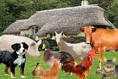 animale domestice