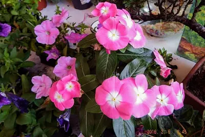 FLORES