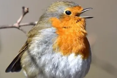 oiseau