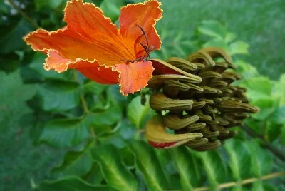 FLORES