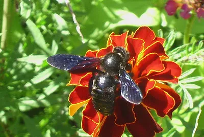 abeille charpentière