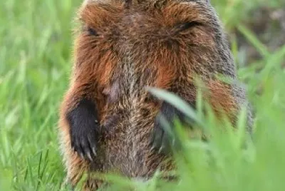 animal