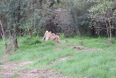 ciò che resta della pianta