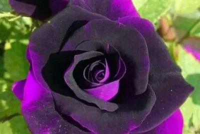 fleur