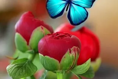 belleza jigsaw puzzle