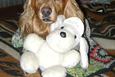 Cocky y su peluche