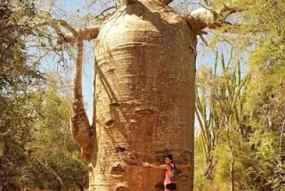 arbre