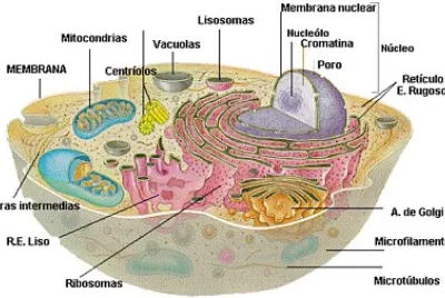 Organelas celulares