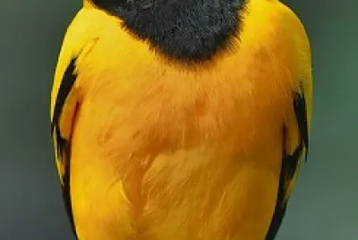 oiseau