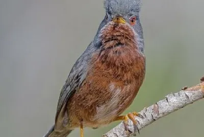 oiseau