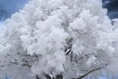 árbol nevado jigsaw puzzle