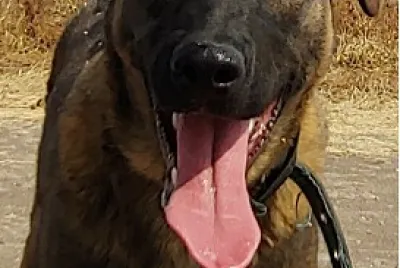 Dino