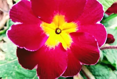 FLORES